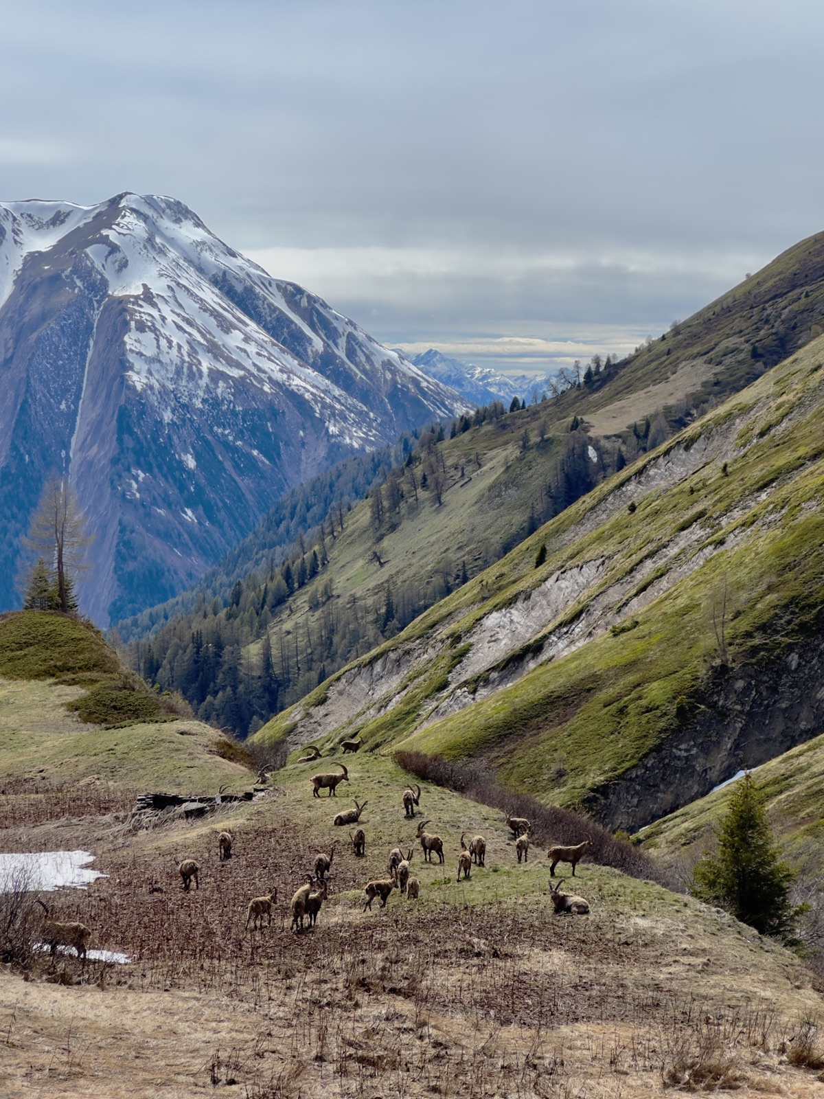 Paysage de montagne dans la vallée de Conches, Valais