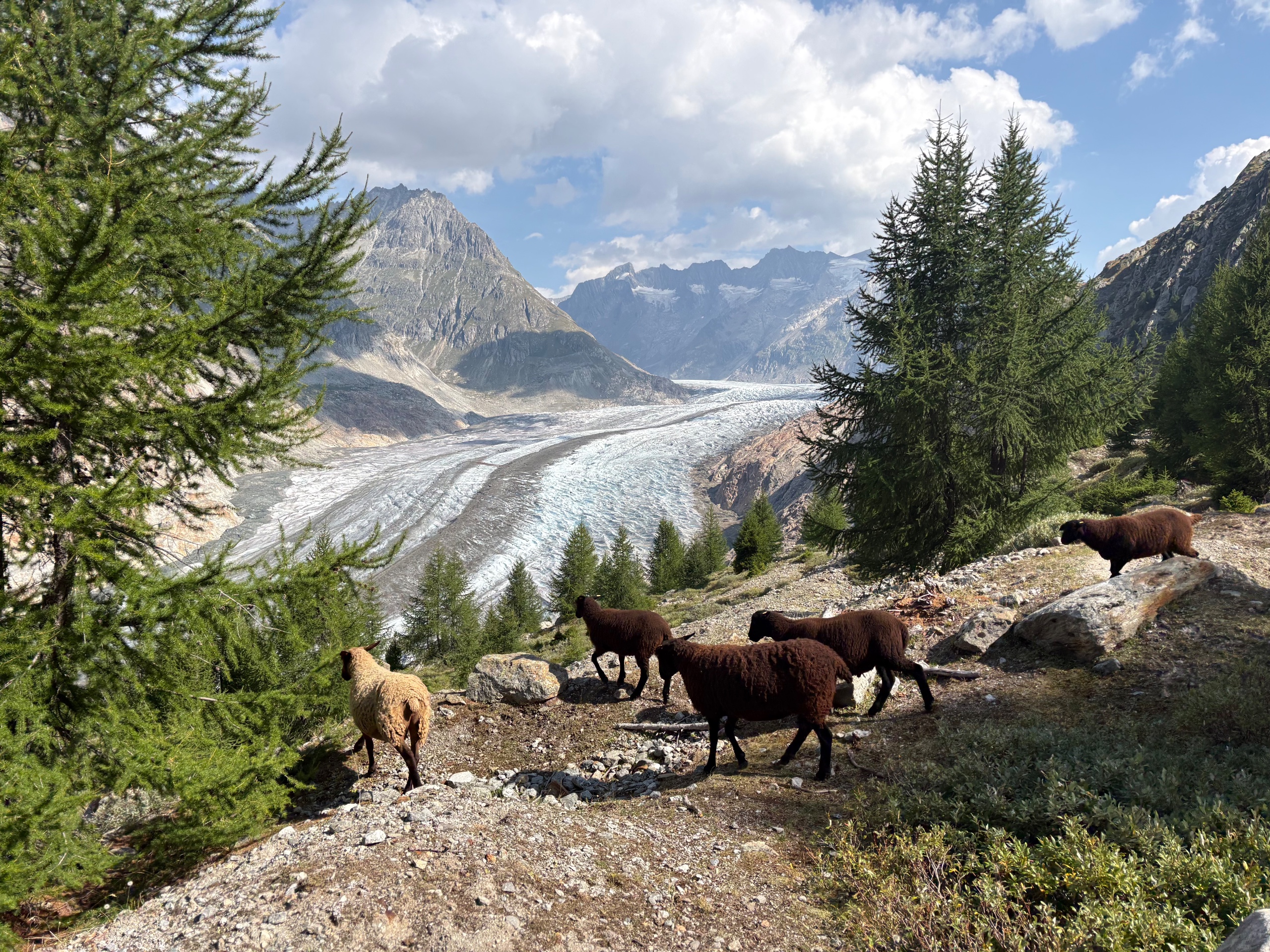 Aletschgletscher erleben